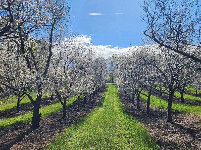 A Cherry Orchard That Grows Its Own Goodness