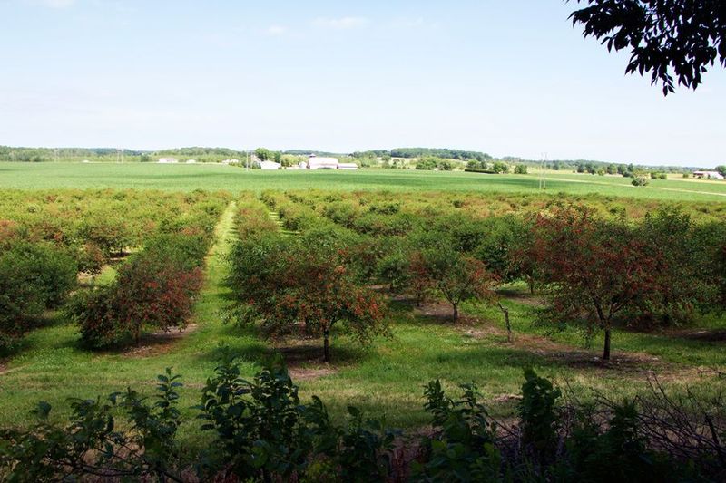 A Cherry-Picking Favorite For Good Reason