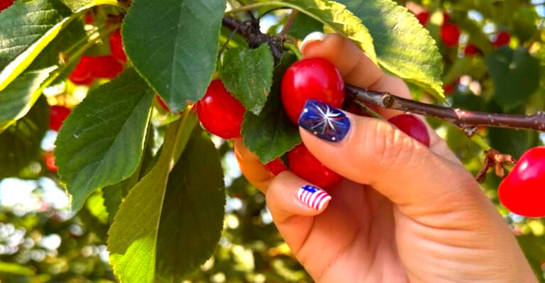 This Wisconsin Orchard Lets Visitors Pick Fresh Door County Cherries Starting In July