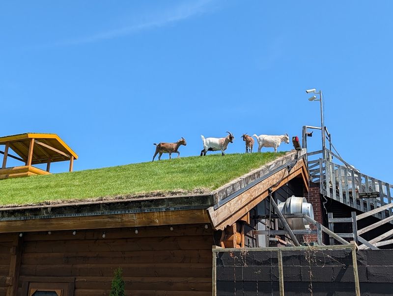 Goats On The Roof And Why Everyone Stops To Stare
