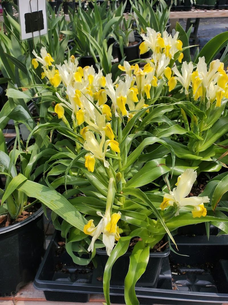 Daylilies With Wild Names