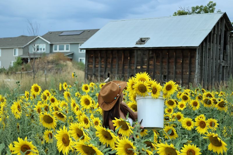 One Of Colorado's Original Sunflower Fields Has Bloomed Here Since 2005
