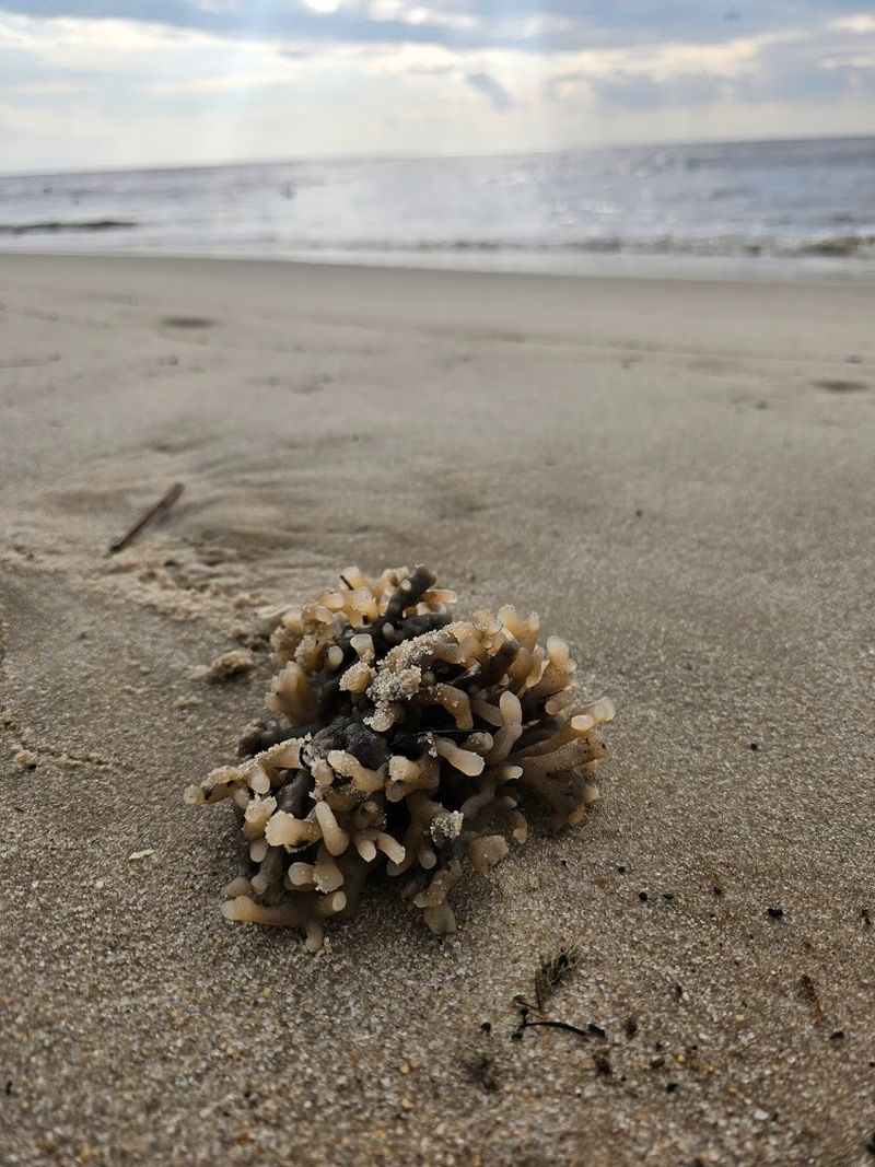 Unique Features Of Local Bay Beach Habitat