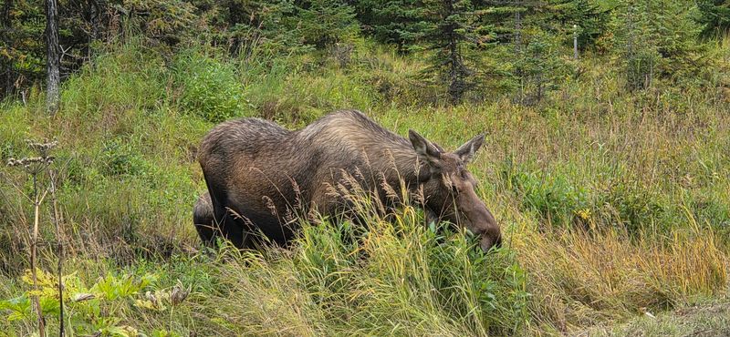Bald Eagles, Moose, And The Wildlife That Calls This Place Home
