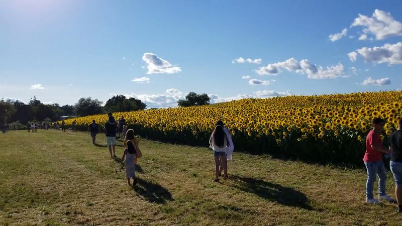 An Immense Canvas Of Sunflowers