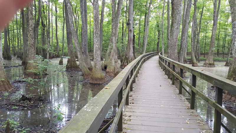 Cypress Swamp