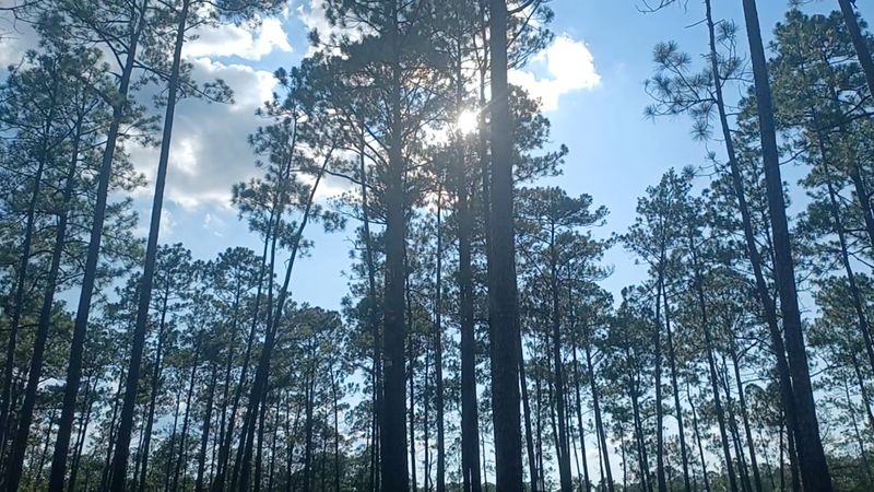De Soto National Forest