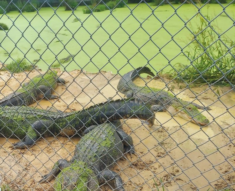 Gulf Coast Gator Ranch And Tours