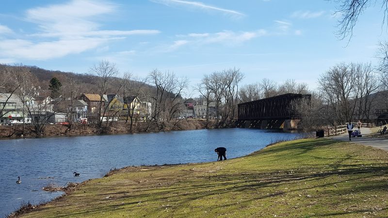 Ansonia