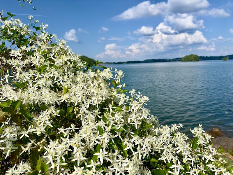 Botanical Diversity Unveiled