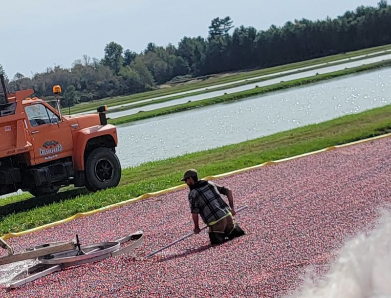 Impact Of Climate On Cranberry Growth Cycles