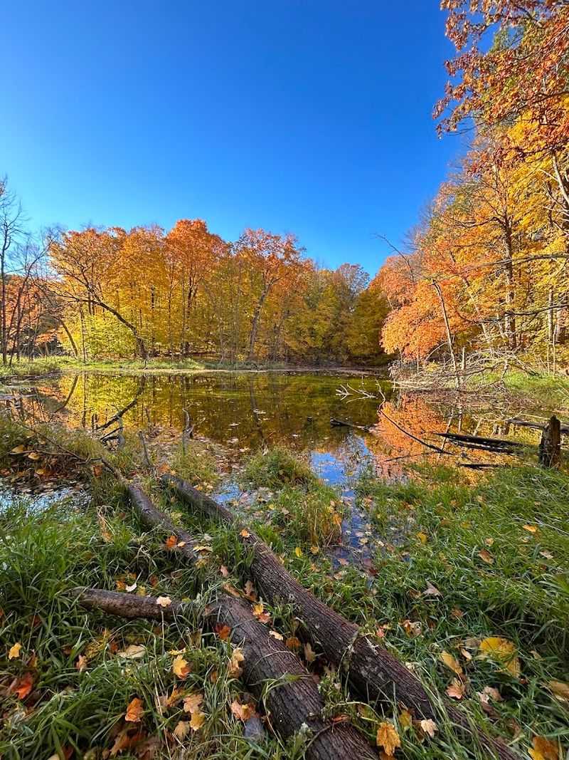Fall Colors That Turn The Forest Into A Living Painting