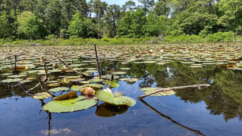 Ponds That Look Unreal