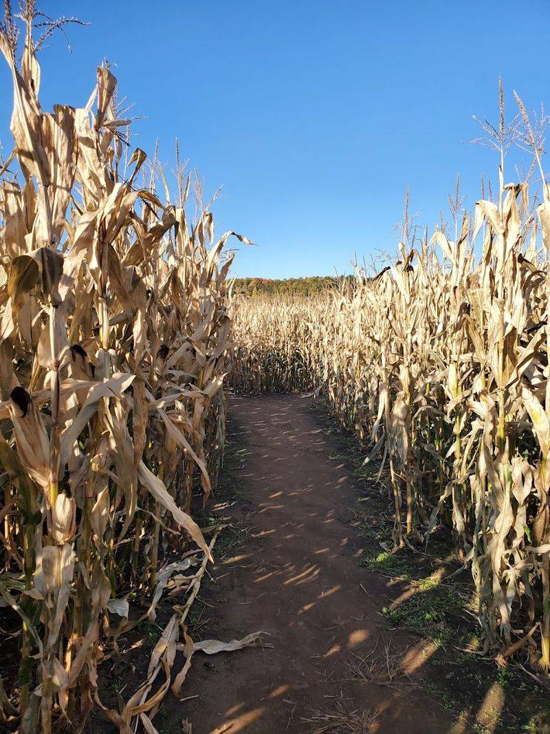 Hidden Trails Corn Maze