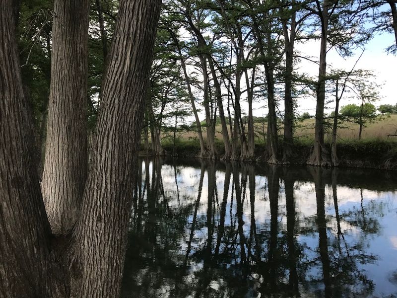 The Giant Cypress Trees That Line Every Bend