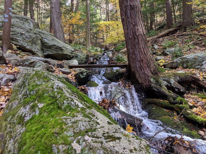 A Forest That Feels Ancient And Alive