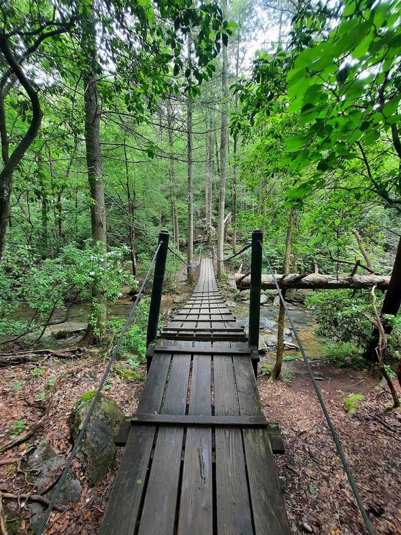 This Forest Welcomes You With A Warm, Inviting Embrace