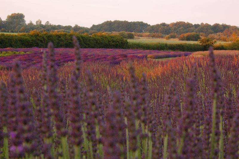 From Field to Bottle – the Essential Oil Experience