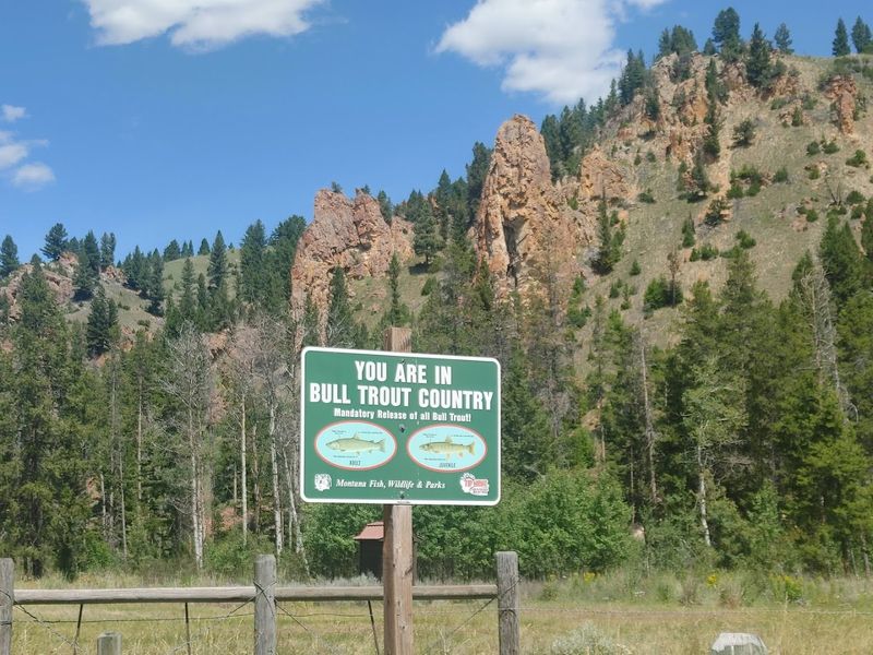 Nearby Wildlife Interactions And Observations