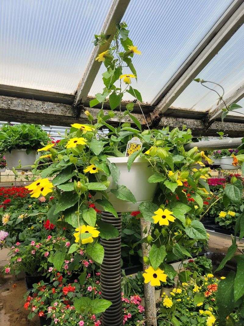 Reliable Choices For Gardens Of Every Size