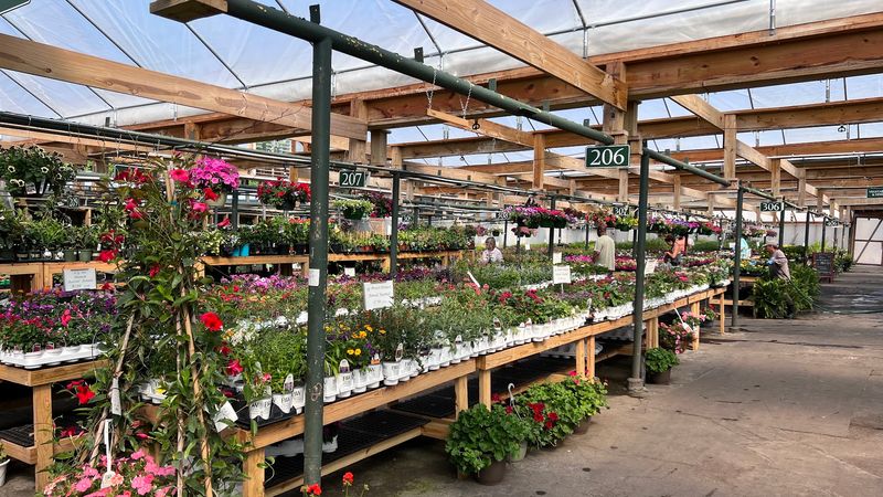 Seasonal Flowers That Brighten Any Space