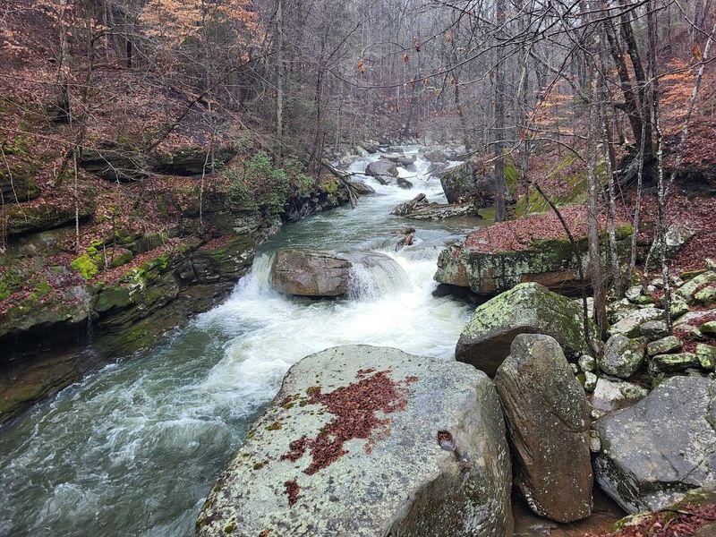 These Forests Have Watched This Trail Change For Generations