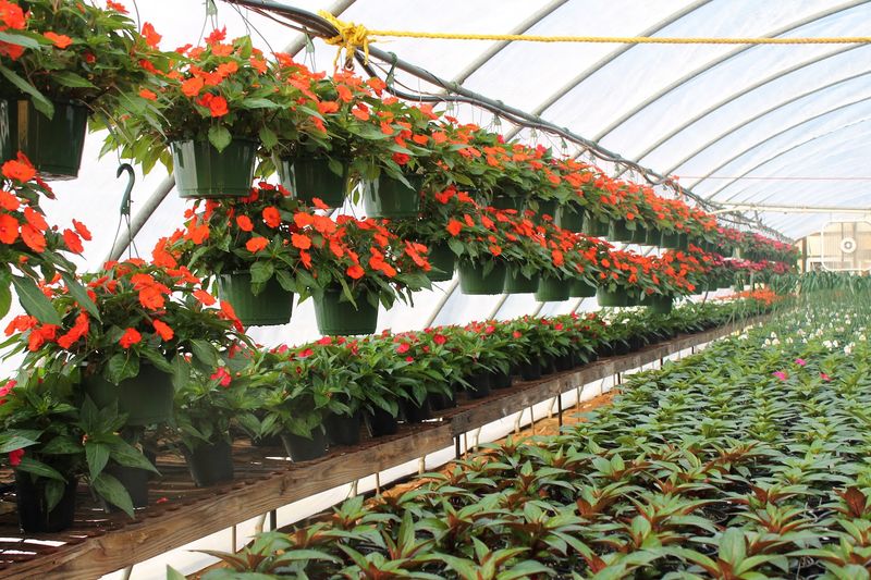 Walton's Greenhouse Tupelo