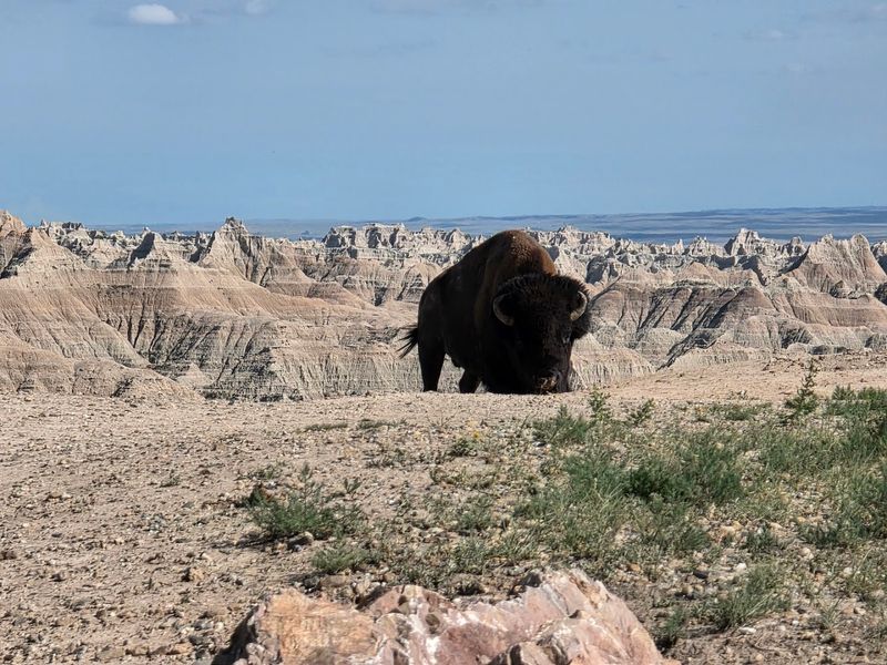 Bison Up Close And Personal