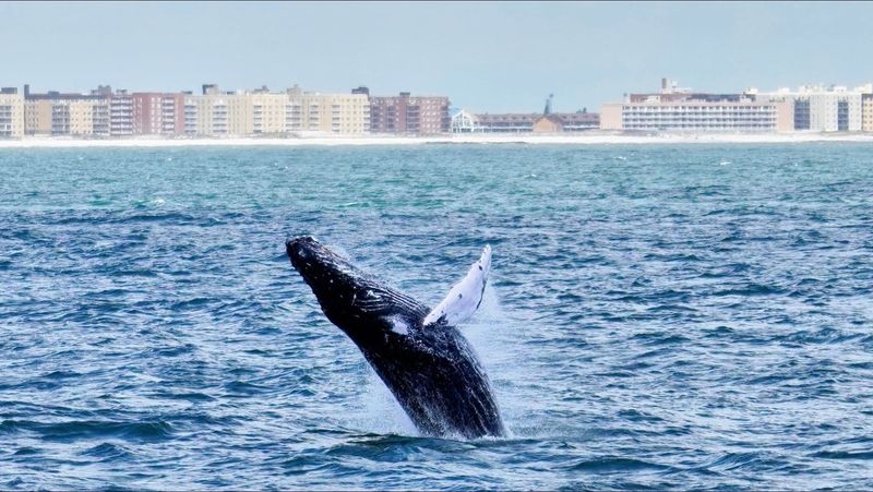 Long Island Whale And Seal Watching