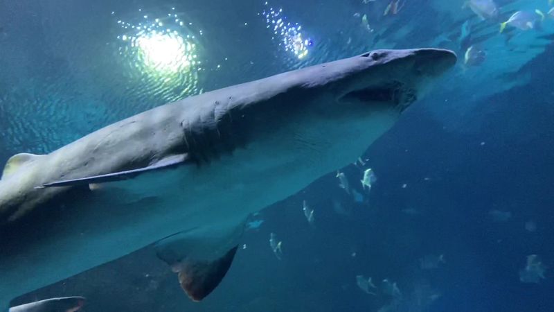 Swimming With Sharks Is an Actual Option Here