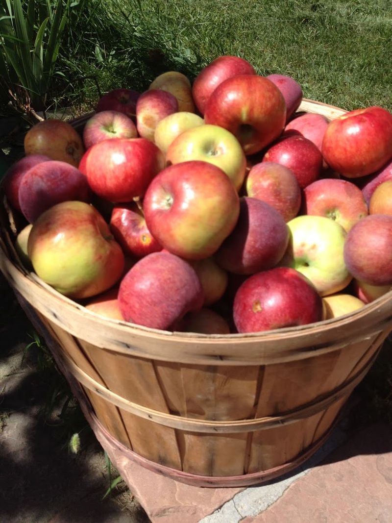 Exploring Various Apple Varieties
