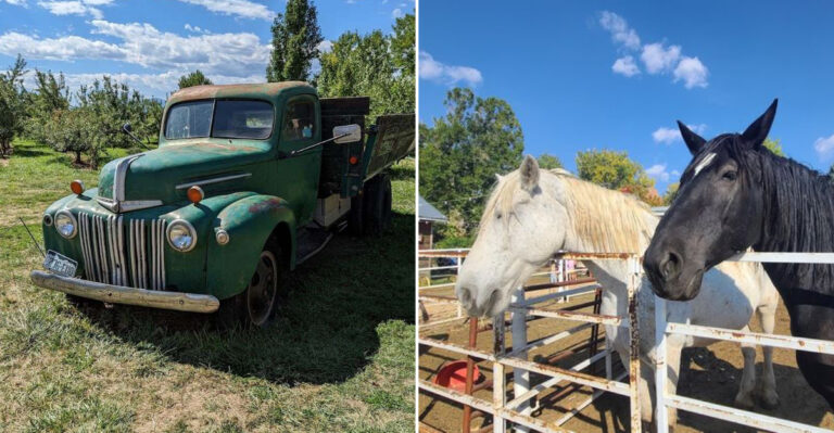 Visit The Legendary Colorado Apple Orchard Where Pick Your Own Adventures Never Go Out Of Style