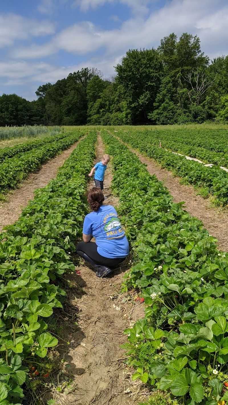 Fresh Berry Varieties Available For Picking