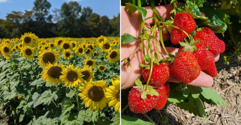 Visit The Ohio Berry Farm That Combines Family Fun Fresh Fruit And Delicious Seasonal Snacks
