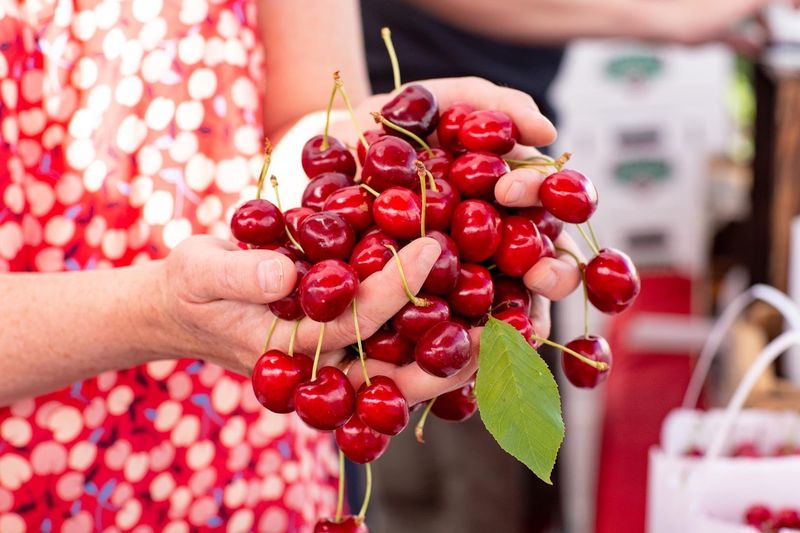 Cherries Peaches Pears And Plums Extend The Harvest
