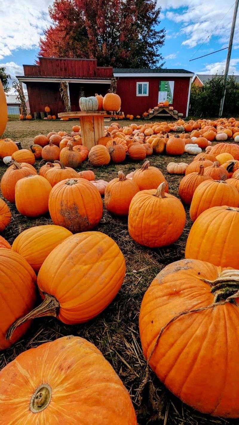 Pumpkins From Patch To Porch