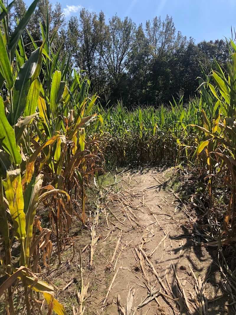 Corn Mazes That Challenge and Delight