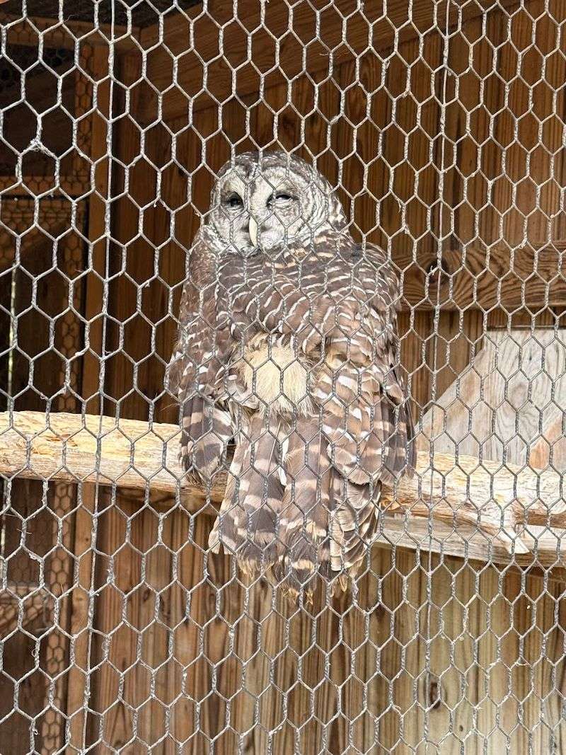Owl's Hill Nature Sanctuary, Brentwood