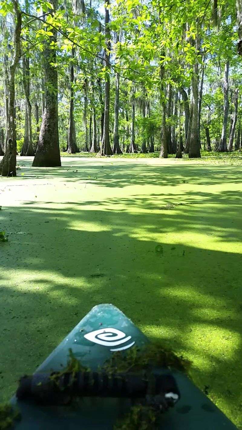Paddle Into The Swamp
