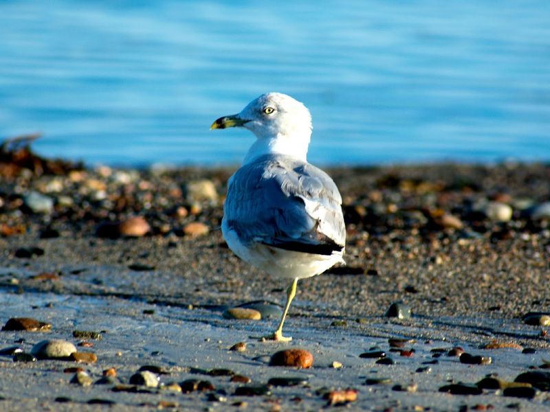Wildlife Around Every Turn