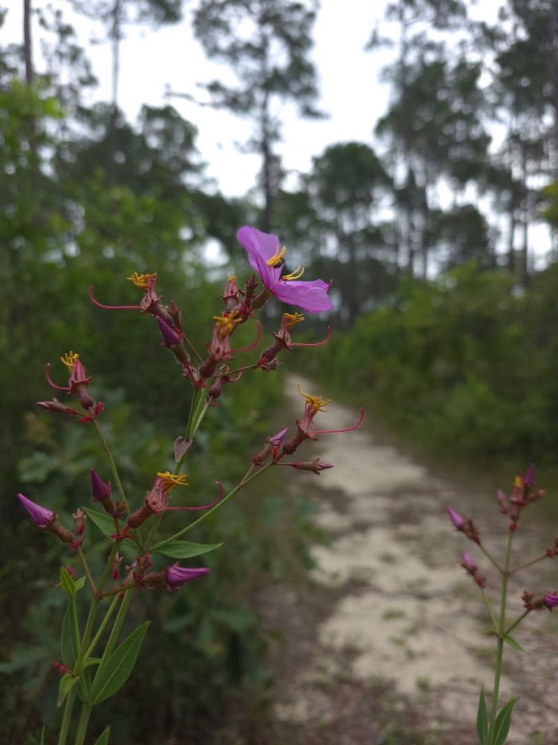 Pitcher Plant Savannas That Stop You In Your Tracks