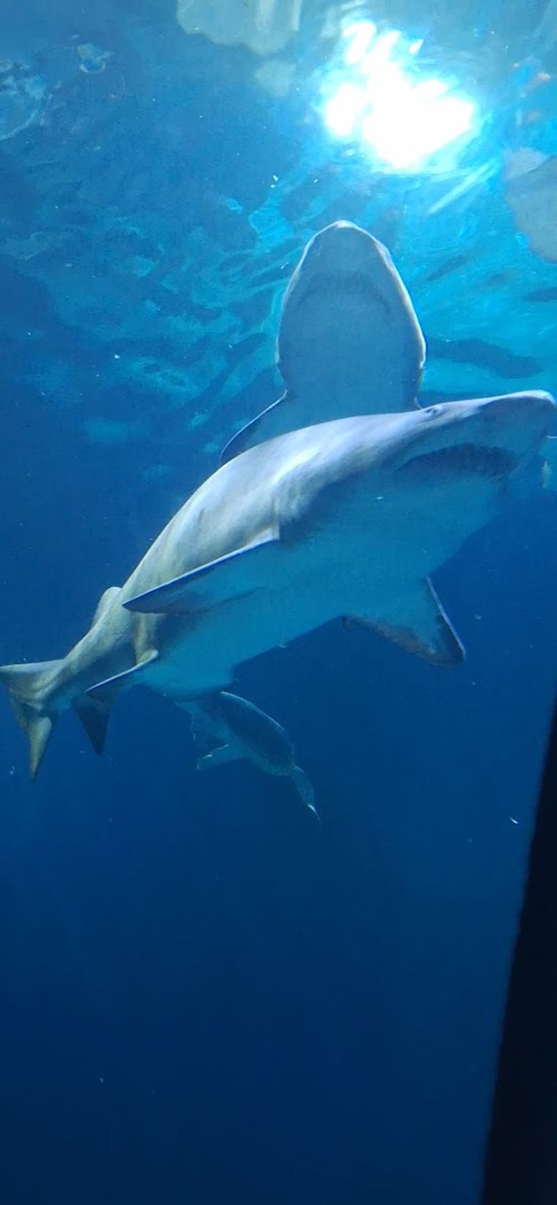 Over 100 Sharks and Counting