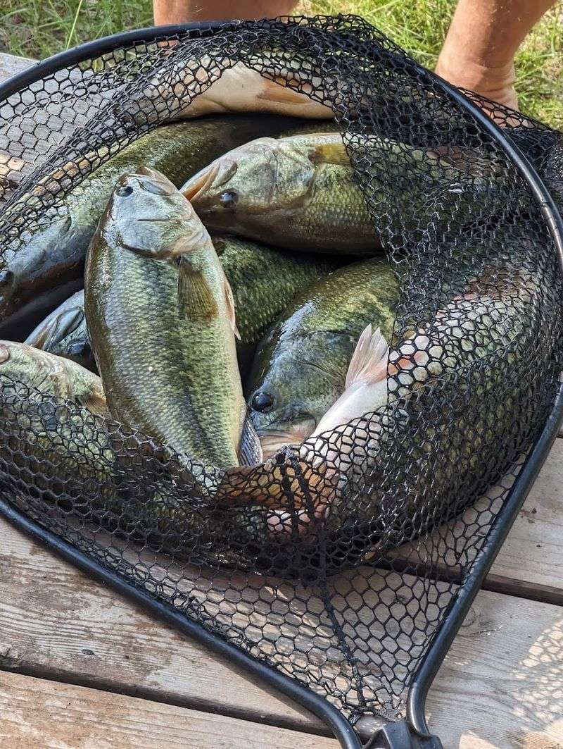 Freshwater Fishing And Angling Tips