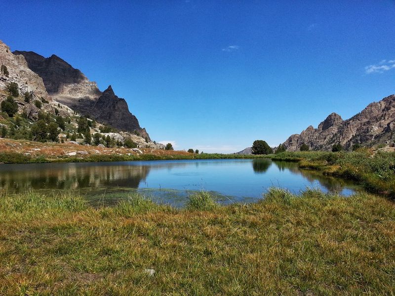 Summer Wildflowers Cover The Alpine Meadows With Color