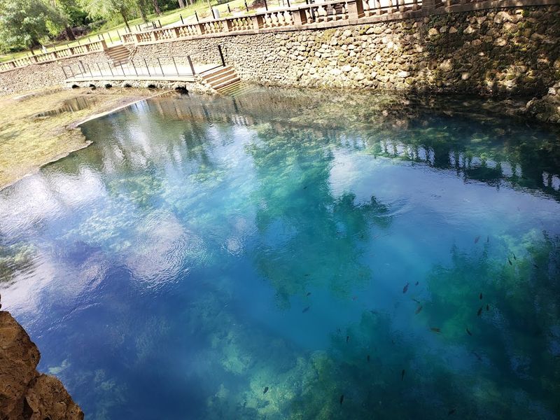 The Wildlife That Calls This Lagoon Home