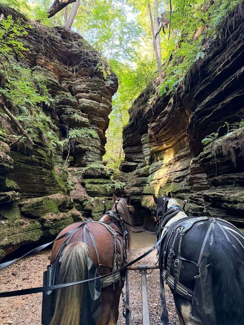 The Horse-Drawn Wagon Experience You Did Not Know You Needed
