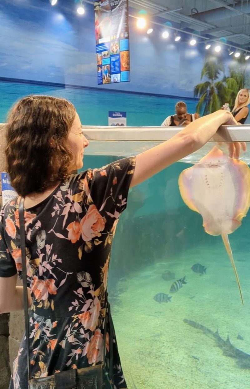 Get Close Enough To Feed Sharks And Stingrays