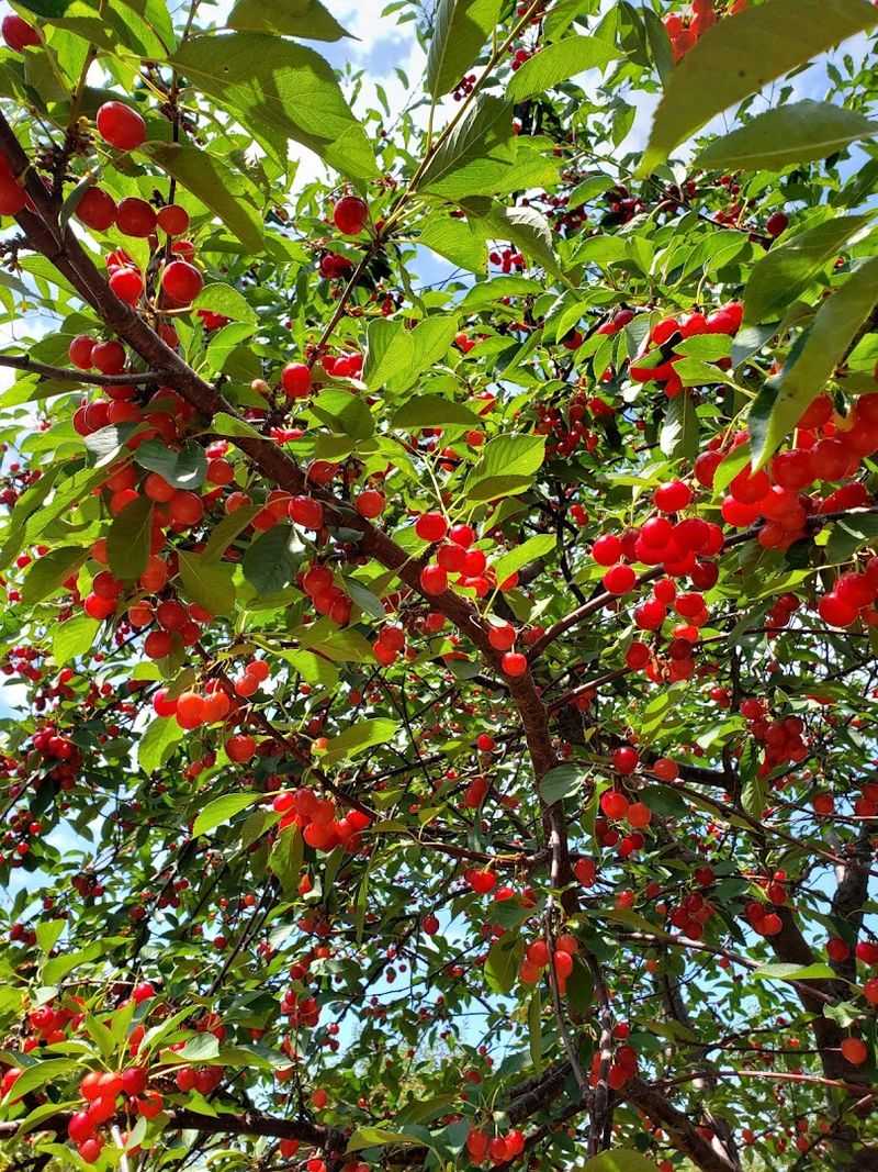 Cherry Season Timing You Should Know Before You Go