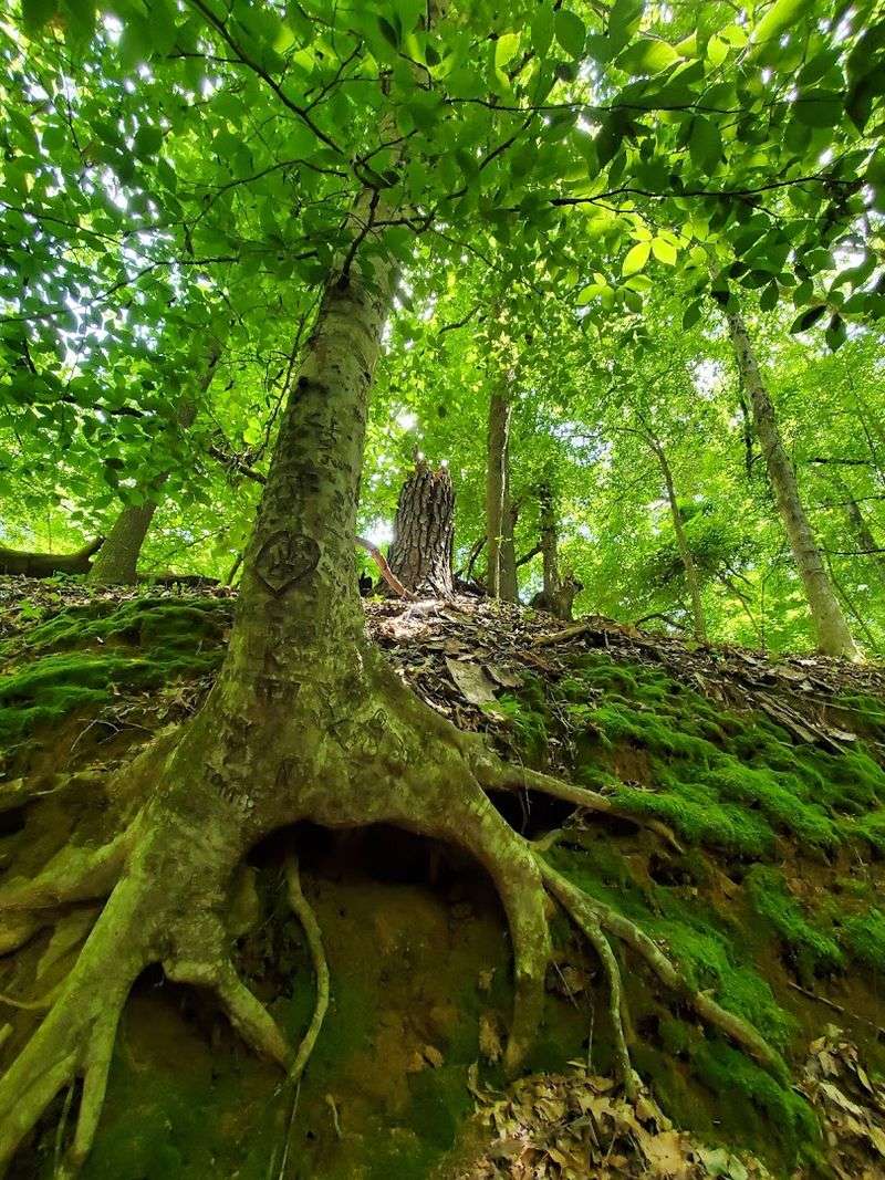 Spring Visits And The Green Cathedral Effect