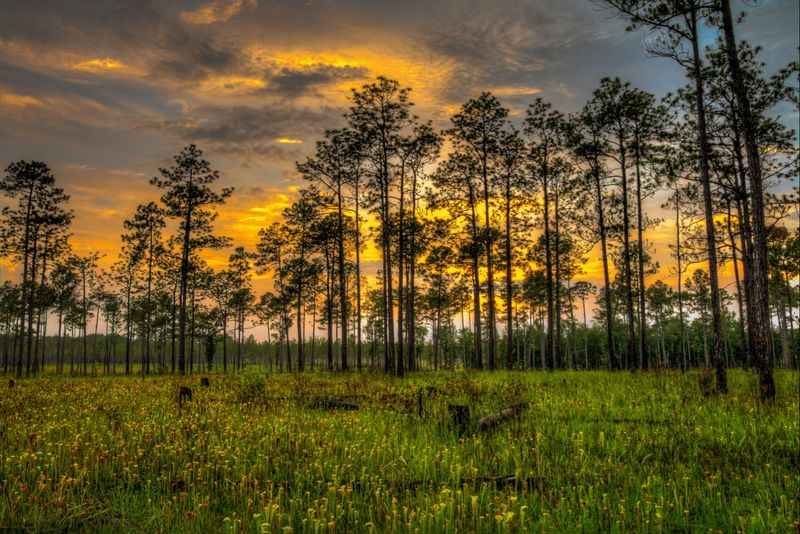 The History Hidden Beneath The Pine Canopy
